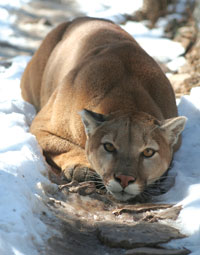 Crouching Cougar - Hidden Hiker